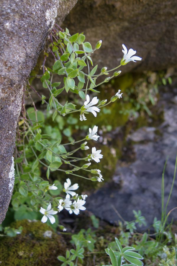 Arenaria bertolonii / Arenaria di Bertoloni